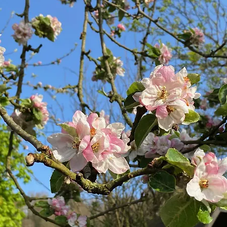 Waldblick - 4-star In Ouren Semesterbostad *